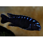 Pseudotropheus Elongatus neon spot 6-7cm